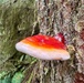 Olympic National Forest