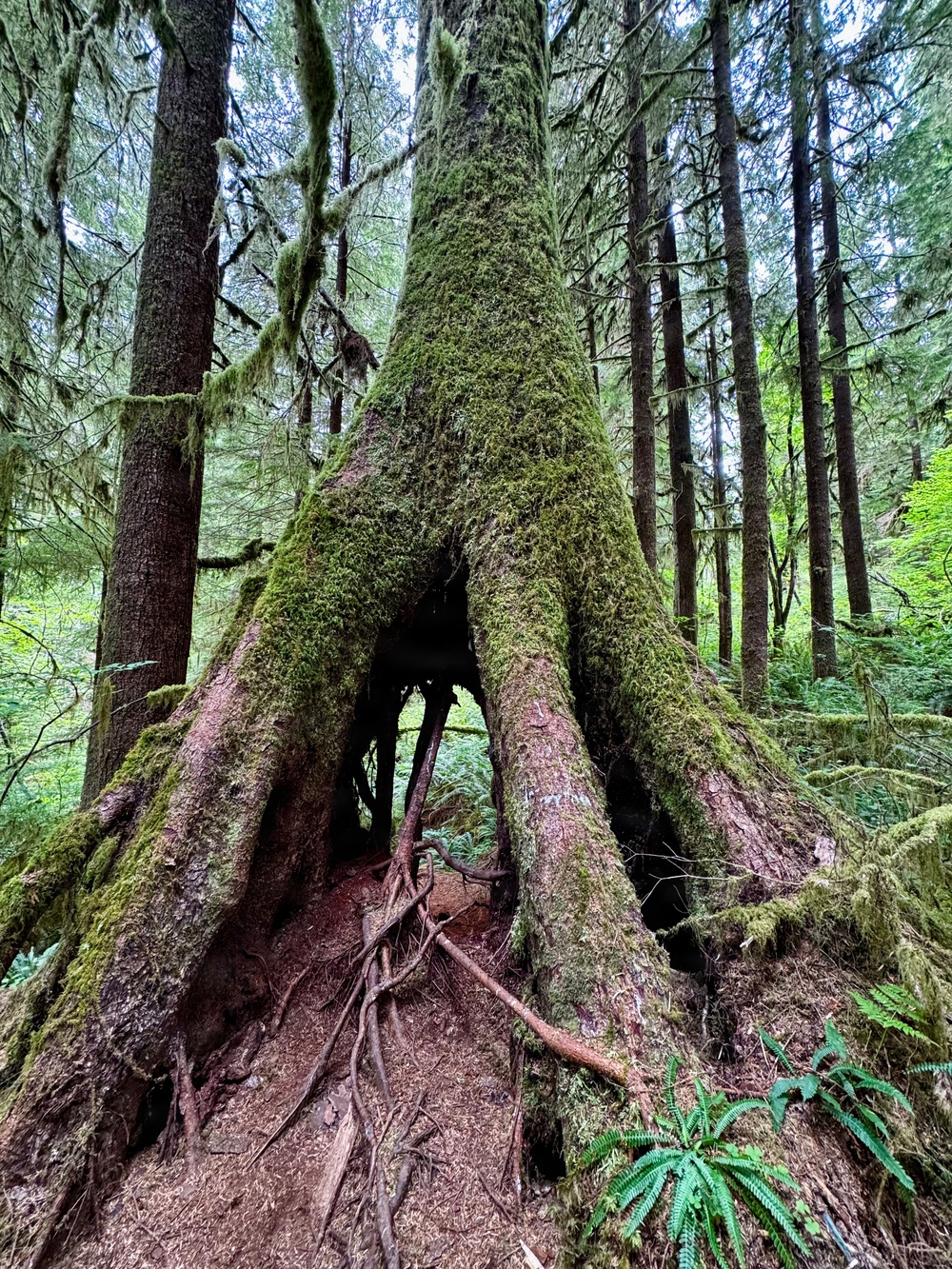 Olympic National Forest