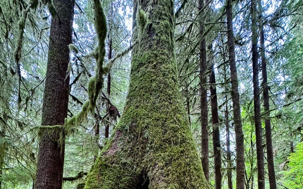 Olympic National Forest