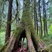 Olympic National Forest