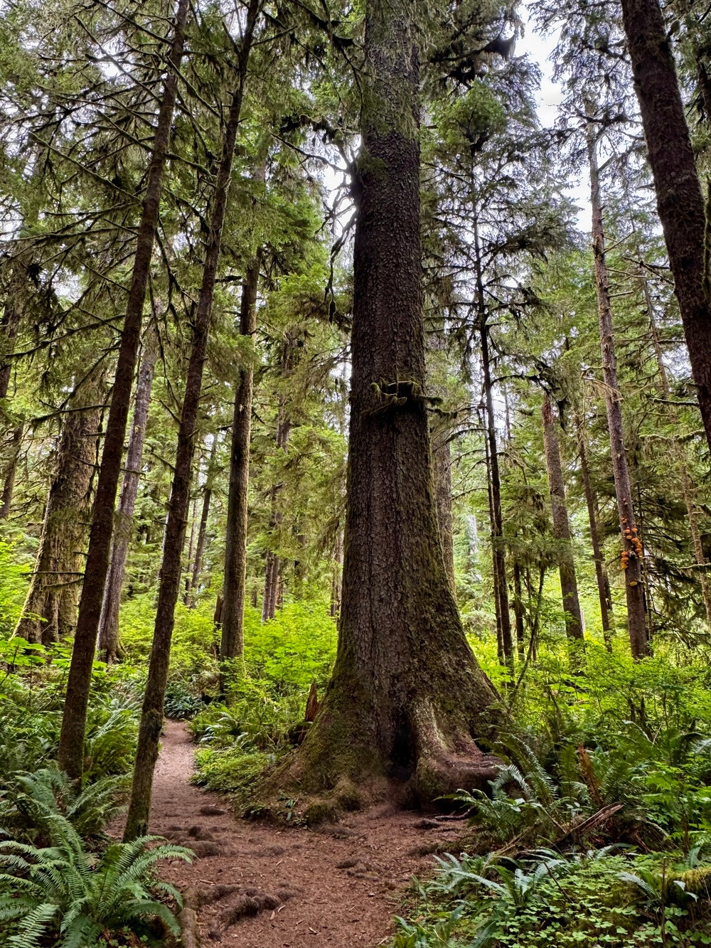 Olympic National Forest