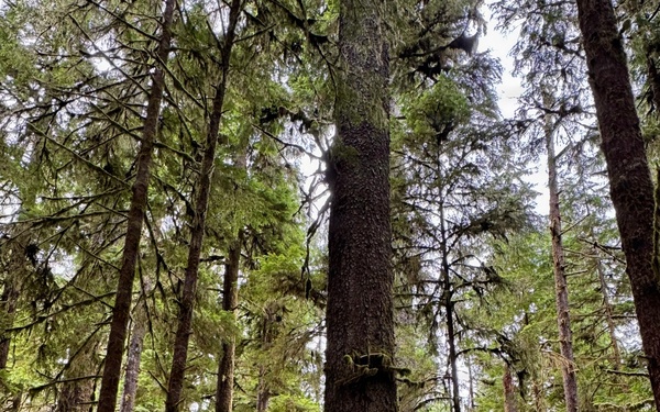 Olympic National Forest