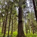 Olympic National Forest