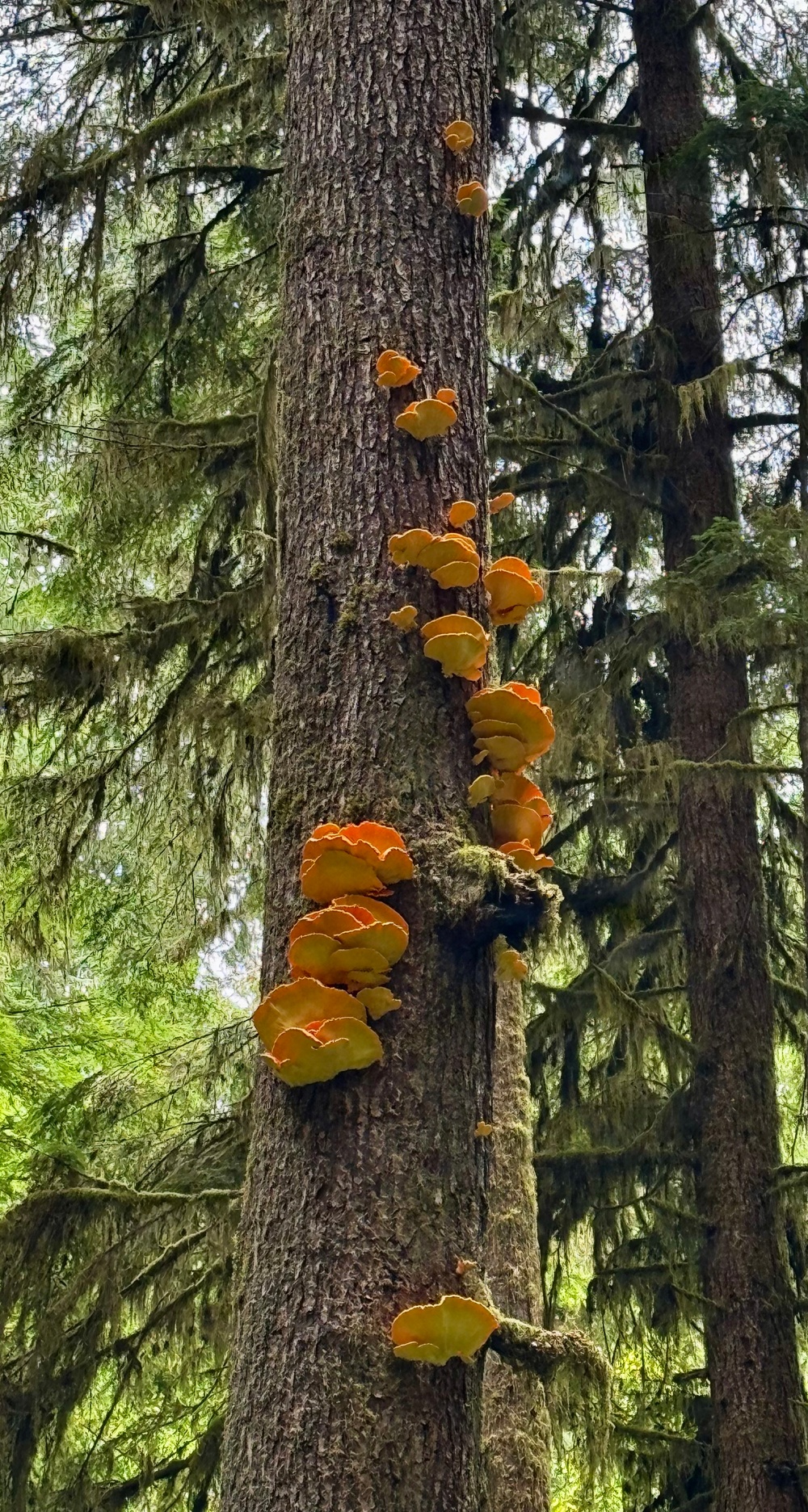 Olympic National Forest