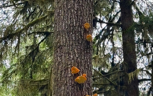 Olympic National Forest