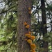 Olympic National Forest