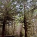 Olympic National Forest