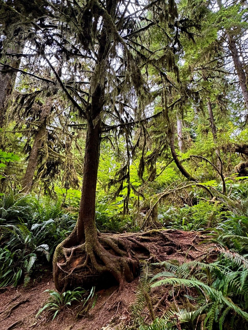 Olympic National Forest