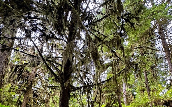 Olympic National Forest