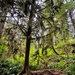 Olympic National Forest