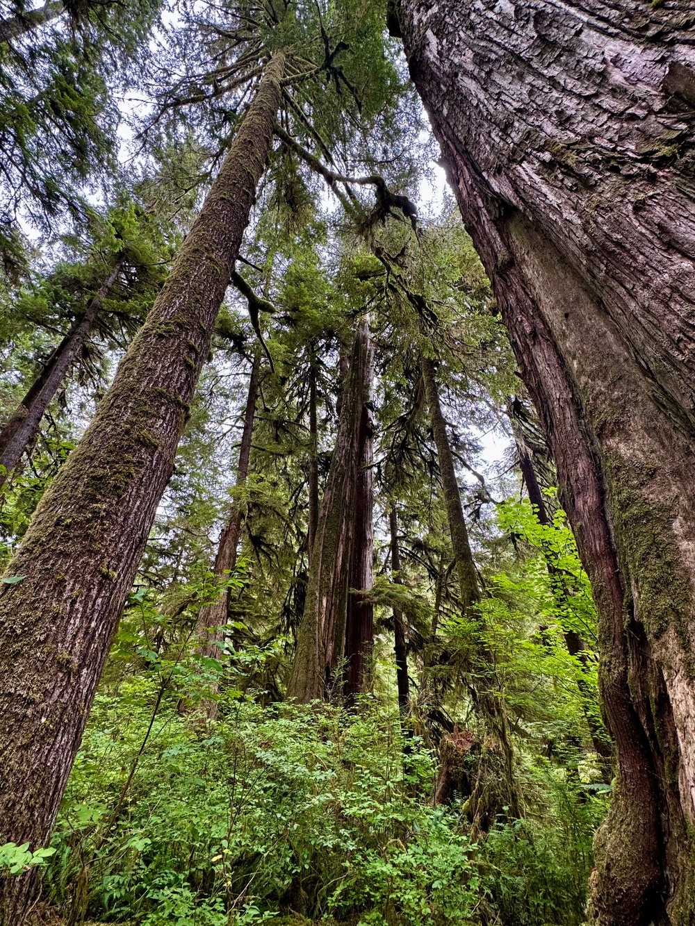 Olympic National Forest