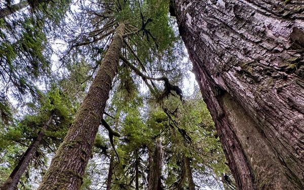Olympic National Forest