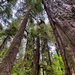 Olympic National Forest