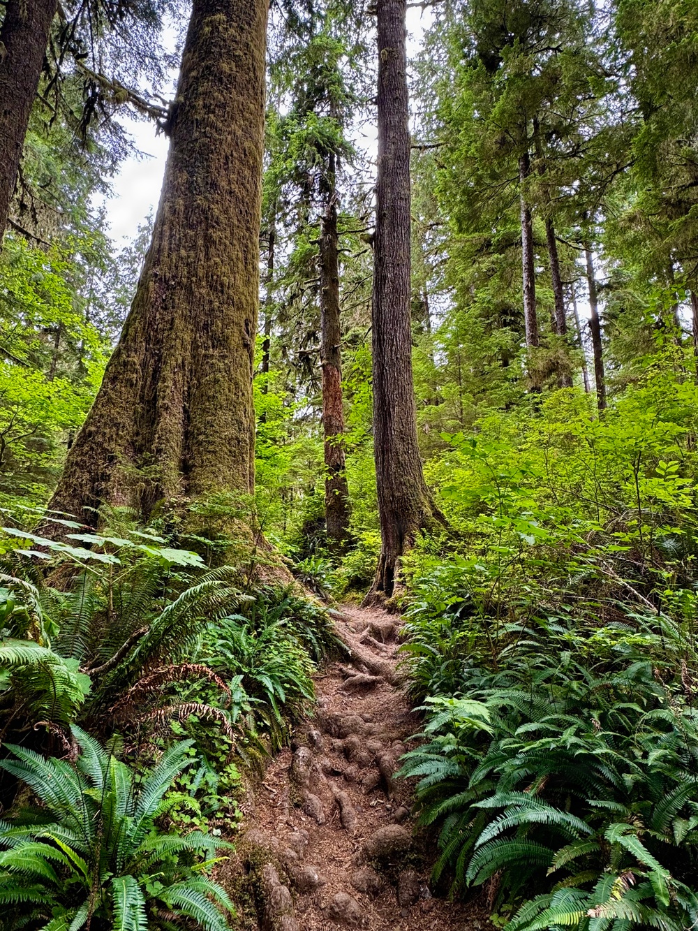 Olympic National Forest