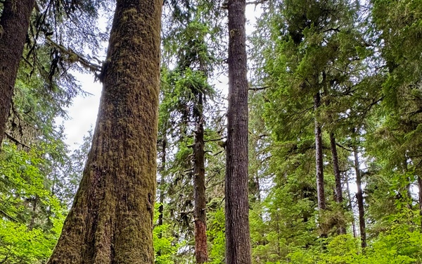 Olympic National Forest