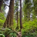 Olympic National Forest