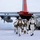 Green Berets, Danish SOF Ski Across Greenland Ice Cap During Operation Apex Indigo A group of military personnel in white winter camouflage uniforms are disembarking from a military transport aircraft onto a snow-covered surface. The aircraft appears to be a C-130 Hercules variant with a distinctive red tail section and the partial serial number '3049' visible. The scene depicts an arctic or polar military operation, with personnel carrying weapons and tactical gear.