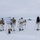 Green Berets, Danish SOF Ski Across Greenland Ice Cap During Operation Apex Indigo A group of military personnel in winter camouflage uniforms are cross-country skiing across a snow-covered arctic or polar landscape. They are carrying heavy tactical backpacks and equipment, moving toward what appears to be a remote installation or outpost visible in the background. The scene suggests a military arctic warfare training exercise or operational patrol.