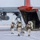 Green Berets, Danish SOF Ski Across Greenland Ice Cap During Operation Apex Indigo Three military personnel in white winter camouflage gear are exiting or departing from a large military transport aircraft, identified as a C-130 Hercules with a distinctive red tail section, on a snow-covered surface. The soldiers are heavily equipped with tactical gear, backpacks, weapons, and one carries skis, suggesting an arctic or cold-weather special operations mission. The aircraft engines appear to be running based on the motion blur visible on the propellers.