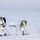 Green Berets, Danish SOF Ski Across Greenland Ice Cap During Operation Apex Indigo Three individuals in white winter camouflage military gear are cross-country skiing across a snow-covered arctic or polar landscape. They are carrying large backpacks and tactical vests while using ski poles, suggesting a military cold-weather training or patrol operation. A radar dome installation and what appears to be a military or research facility is visible in the background.
