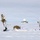 Green Berets, Danish SOF Ski Across Greenland Ice Cap During Operation Apex Indigo Two individuals in white winter camouflage military gear are skiing across a snow-covered arctic or polar landscape. They are equipped with weapons, tactical gear, and backpacks, and are pulling a pulk sled loaded with supplies. A radar dome installation is visible in the background, suggesting a military or research outpost.
