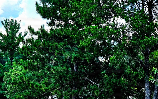 Fort McCoy's Pine View Campground