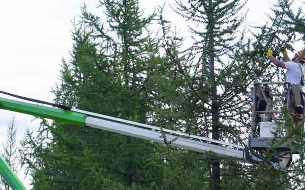 A worker in a safety helmet is elevated in a boom lift basket, performing work on or near the upper branches of tall conifer trees. The bright green articulating boom lift extends diagonally from lower left to upper right, positioning the worker at canopy height. The setting appears to be a forested area with dense evergreen trees under an overcast sky.