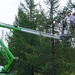 Western Larch Seed Orchard on the Idaho Panhandle