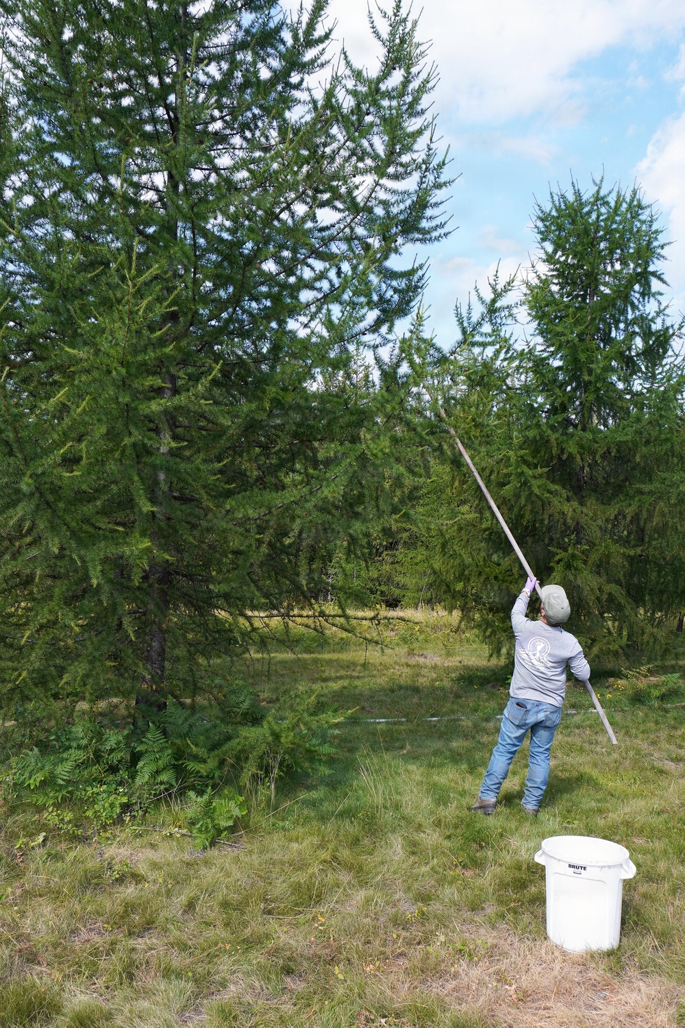 Western Larch Seed Orchard on the Idaho Panhandle
