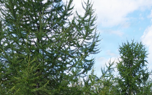 A person is using a long pole to reach into the upper branches of a conifer tree, likely collecting cones or samples. They are standing on a grassy clearing surrounded by tall evergreen trees, with a white Rubbermaid Brute container nearby, presumably to collect the harvested material. The setting appears to be a managed forest or seed orchard.