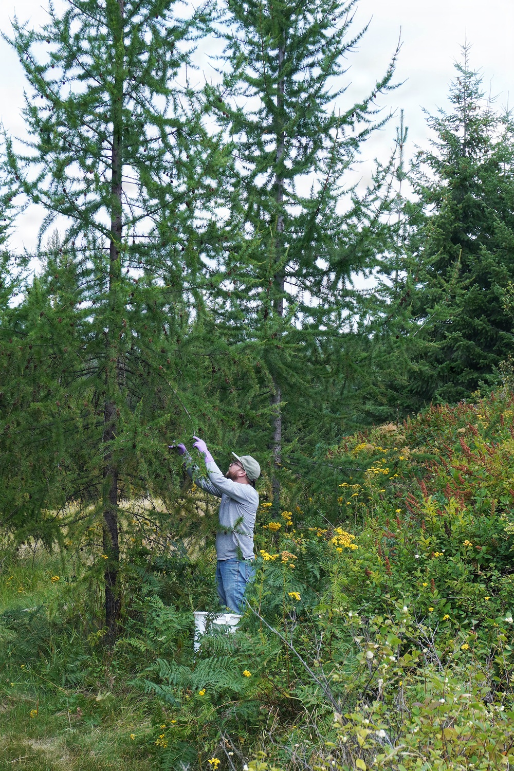 Western Larch Seed Orchard on the Idaho Panhandle