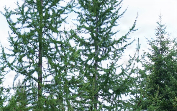 A person is standing among tall conifer trees in a mixed forest setting, reaching upward with both arms toward the lower branches of a large tree. They appear to be collecting samples or inspecting branches while wearing purple gloves and a cap. The surrounding understory is dense with ferns, yellow wildflowers, and red-leafed shrubs, suggesting a late summer or early autumn setting.