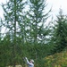 Western Larch Seed Orchard on the Idaho Panhandle