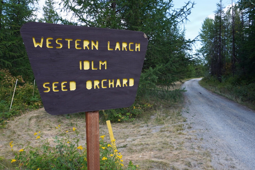 Western Larch Seed Orchard on the Idaho Panhandle