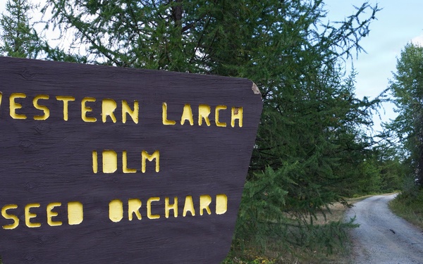 A rustic wooden sign marks the entrance to the Western Larch IDLM Seed Orchard, situated alongside a gravel forest road. The sign features yellow carved lettering on a dark brown wooden board mounted on a reddish-brown post. The surrounding environment consists of coniferous forest with mixed vegetation and a partly cloudy sky.