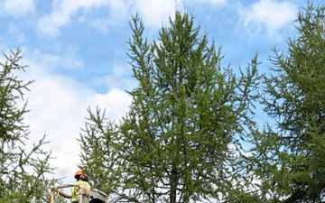 Western Larch Seed Orchard on the Idaho Panhandle