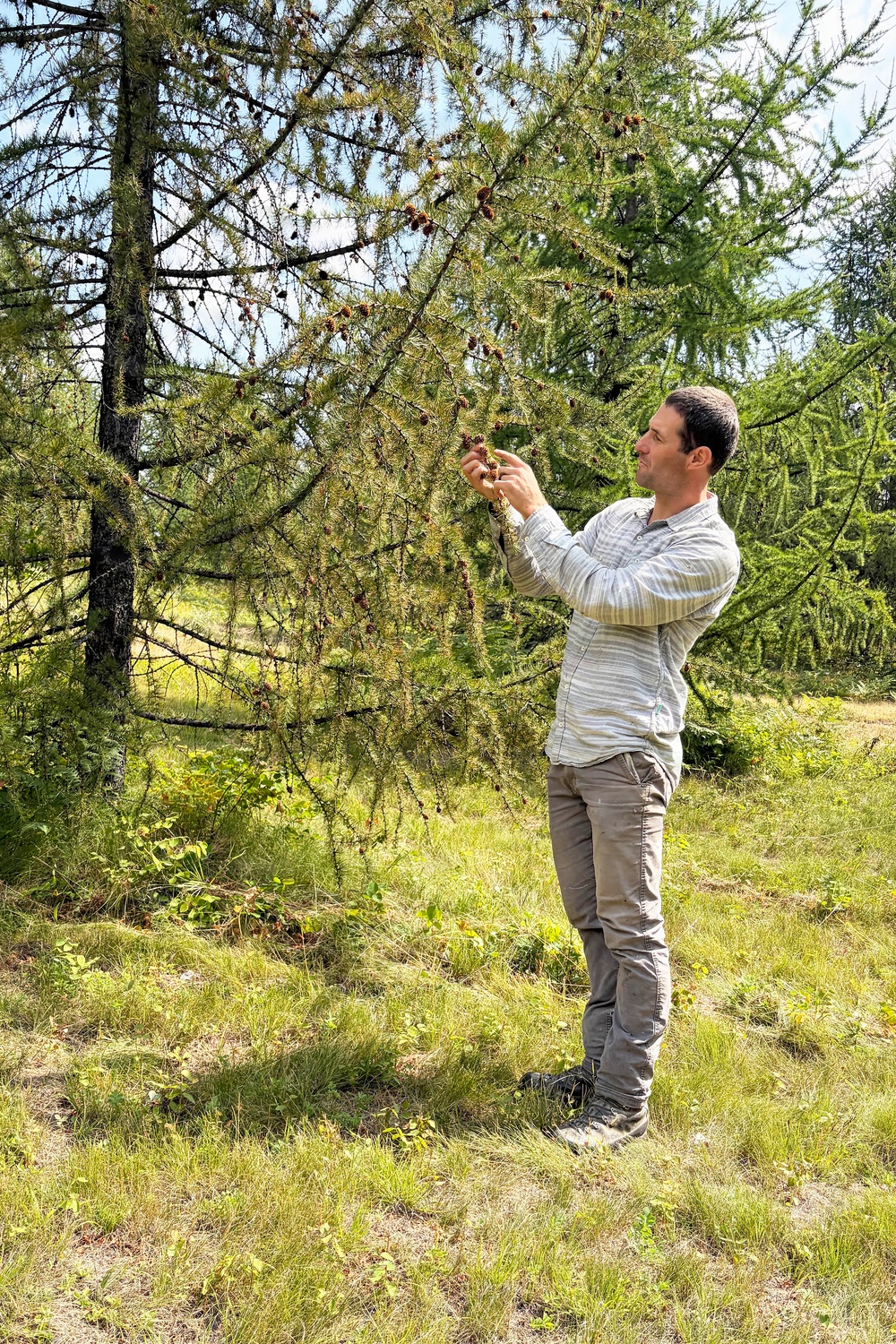 Western Larch Seed Orchard on the Idaho Panhandle