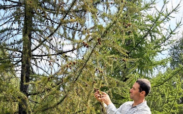 Western Larch Seed Orchard on the Idaho Panhandle