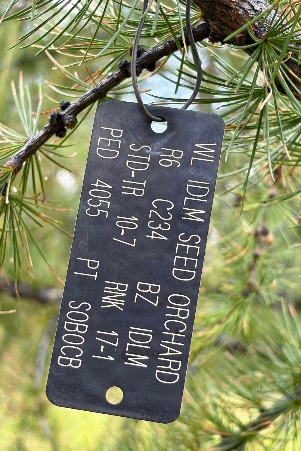 Western Larch Seed Orchard on the Idaho Panhandle