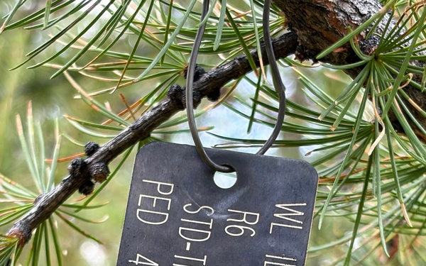 Western Larch Seed Orchard on the Idaho Panhandle