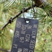 Western Larch Seed Orchard on the Idaho Panhandle