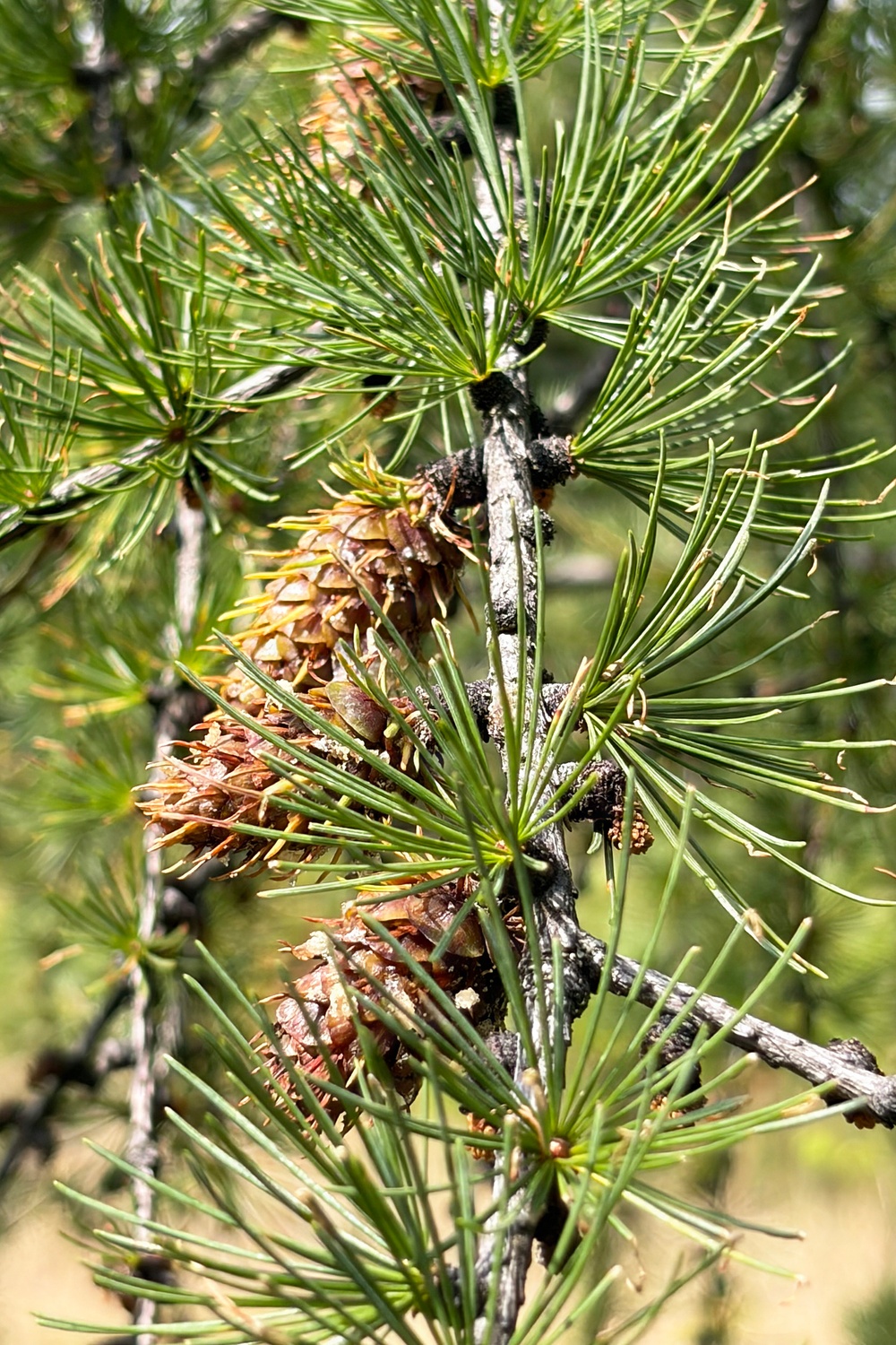 Western Larch Seed Orchard on the Idaho Panhandle