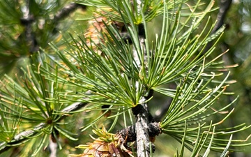 Western Larch Seed Orchard on the Idaho Panhandle