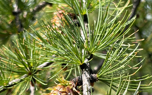 Western Larch Seed Orchard on the Idaho Panhandle