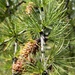 Western Larch Seed Orchard on the Idaho Panhandle