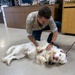 Fort Indiantown Gap USO hosts 'Cookout With a Canine'