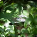 LCF-24: Run Through The Jungle, V32 JOTC-P