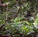 LCF-24: Run Through The Jungle, V32 JOTC-P