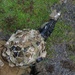 DELAYEN 26: MRF-D, French Armed Forces in French Polynesia conduct bilateral live-fire squad attack drills