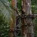 DELAYEN 26: MRF-D Marines participate in obstacle drill for commando course